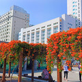 台中市區橙紅花瀑來襲！限時炮仗花景盛放 美拍打卡正當時！