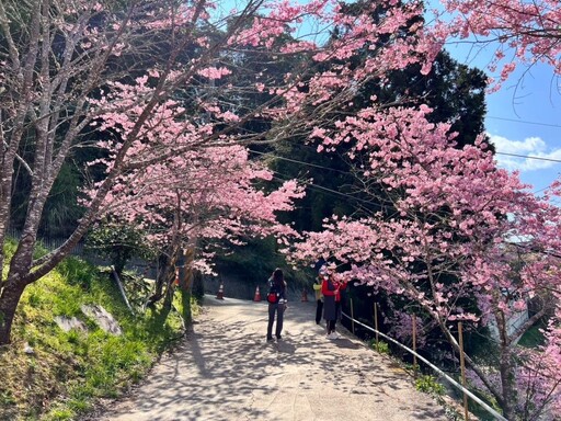 「探索北橫」春季浪漫！跟著漫步地圖一同欣賞粉色櫻花季！