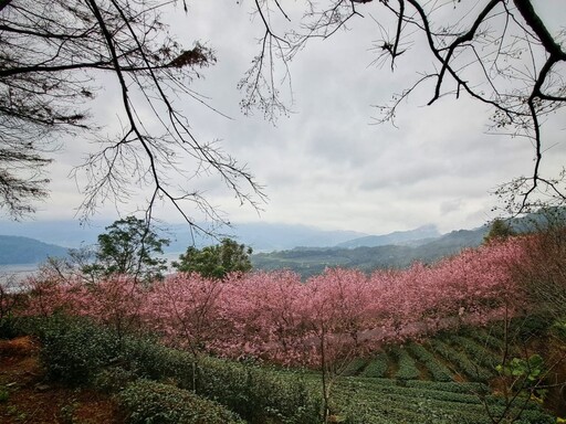 宜蘭絕美櫻花x茶園！夢幻粉白櫻花隧道 季節限定等你來打卡