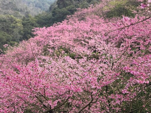 新北三峽賞櫻必訪！絕美浪漫仙境降臨 4000棵櫻花樹綻放中！