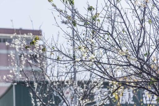 免爬山！台中市區也有雪白梅花賞 梅川步道梅花綻放中！