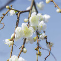 免爬山！台中市區也有雪白梅花賞 梅川步道梅花綻放中！