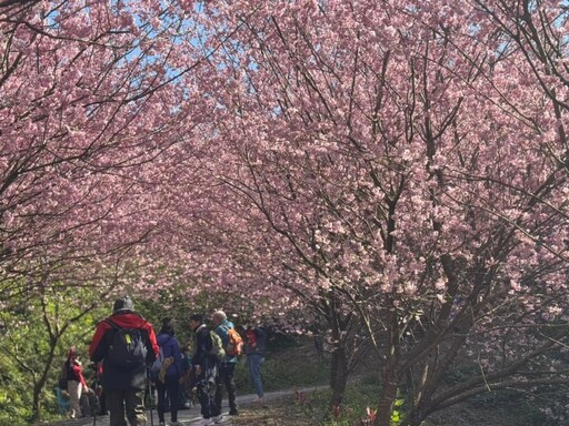 2025北台灣浪漫櫻花全攻略！今年必訪10+夢幻賞櫻熱點曝光！