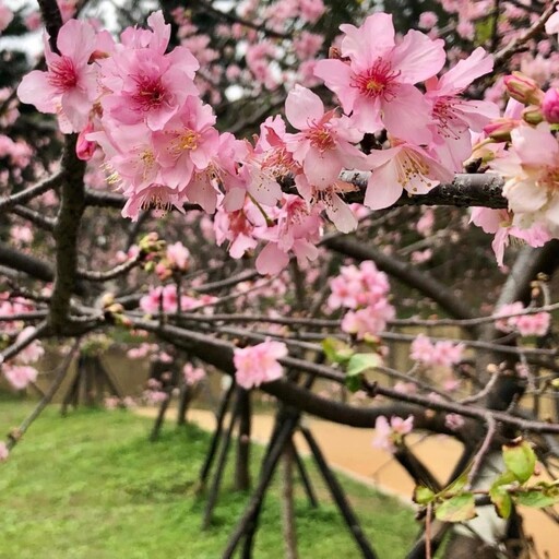 「花見新竹」限定賞櫻季│浪漫花舞與美食市集等你來揭幕！