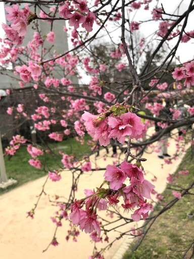 「花見新竹」限定賞櫻季│浪漫花舞與美食市集等你來揭幕！