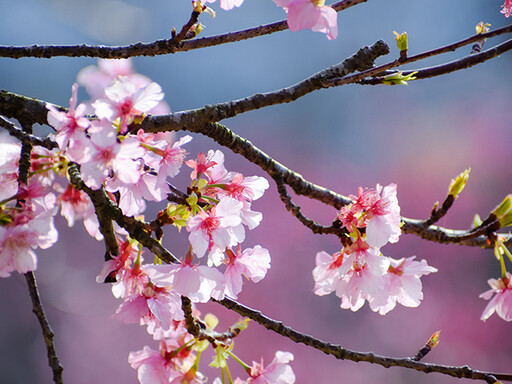 后里最美賞櫻景點！中科崴立櫻花公園花海盛開 美景直逼日本