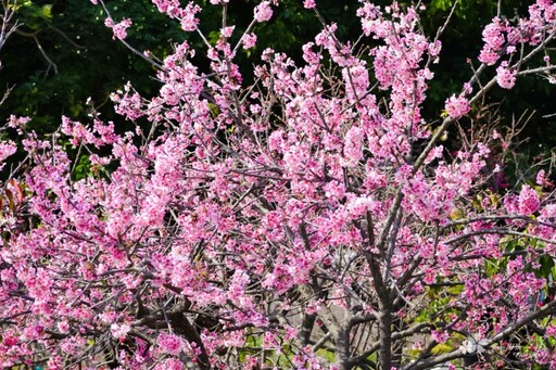 后里最美賞櫻景點！中科崴立櫻花公園花海盛開 美景直逼日本