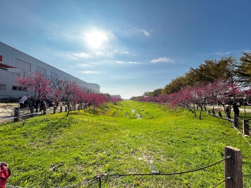 后里最美賞櫻景點！中科崴立櫻花公園花海盛開 美景直逼日本