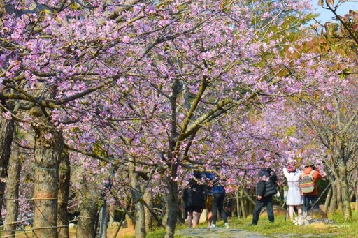 后里最美賞櫻景點！中科崴立櫻花公園花海盛開 美景直逼日本