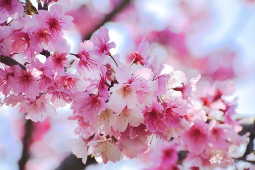 后里最美賞櫻景點！中科崴立櫻花公園花海盛開 美景直逼日本