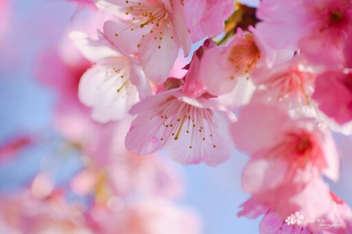 后里最美賞櫻景點！中科崴立櫻花公園花海盛開 美景直逼日本