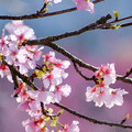 后里最美賞櫻景點！中科崴立櫻花公園花海盛開 美景直逼日本