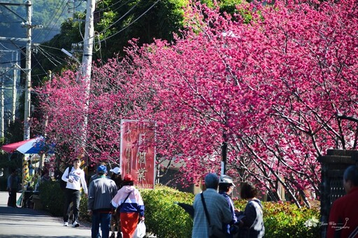 「最美派出所」再現粉色浪漫！后里泰安櫻花夢幻綻放中！