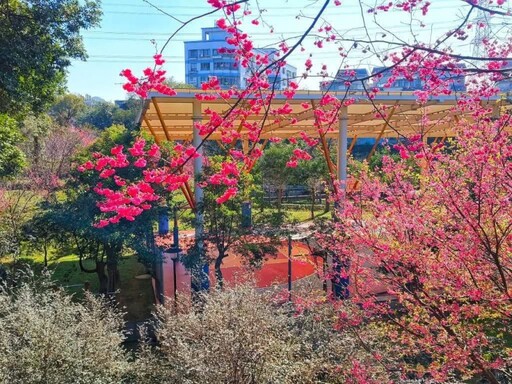 鶯歌春遊新熱點！超過200棵櫻花樹盛開 粉紅浪漫世界登場