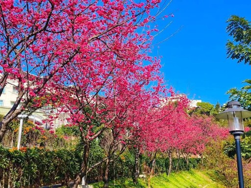 鶯歌春遊新熱點！超過200棵櫻花樹盛開 粉紅浪漫世界登場