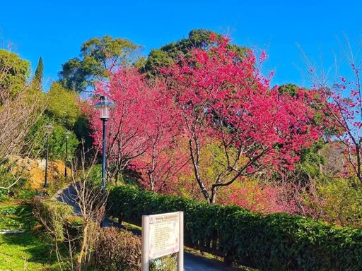 鶯歌春遊新熱點！超過200棵櫻花樹盛開 粉紅浪漫世界登場