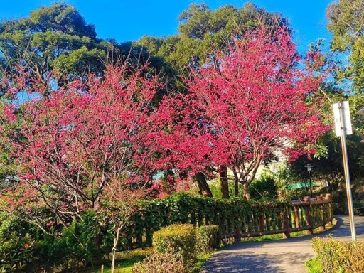 鶯歌春遊新熱點！超過200棵櫻花樹盛開 粉紅浪漫世界登場