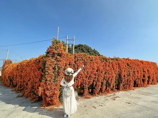 台中神岡新爆點！春日最美橘紅色花海 炮仗花花瀑震撼登場！