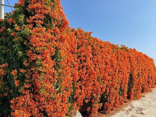 台中神岡新爆點！春日最美橘紅色花海 炮仗花花瀑震撼登場！