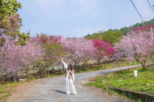 台中最美櫻花財神廟曝光！絕美櫻花林＋好運加持 今年必朝聖