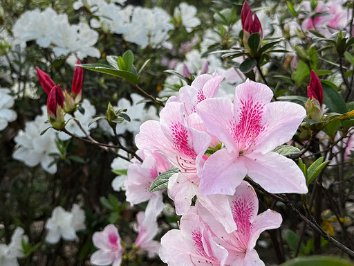 3月北台灣賞花趣！「台北杜鵑花季」粉白浪漫花海超吸睛！