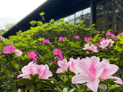 3月北台灣賞花趣！「台北杜鵑花季」粉白浪漫花海超吸睛！