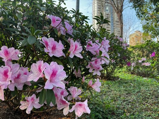 3月北台灣賞花趣！「台北杜鵑花季」粉白浪漫花海超吸睛！