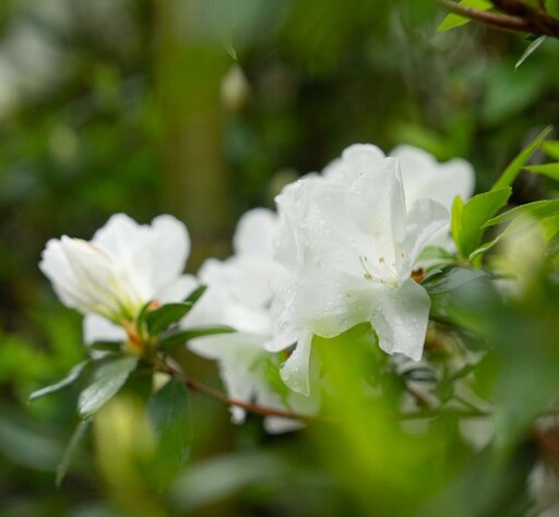 3月北台灣賞花趣！「台北杜鵑花季」粉白浪漫花海超吸睛！