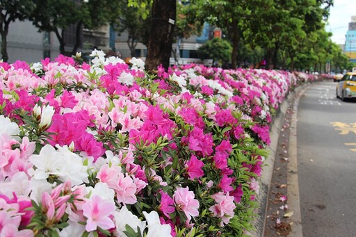 3月北台灣賞花趣！「台北杜鵑花季」粉白浪漫花海超吸睛！