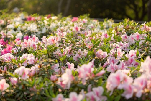 3月北台灣賞花趣！「台北杜鵑花季」粉白浪漫花海超吸睛！