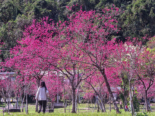 宜蘭人氣賞櫻景點！賞花x野餐x放鬆 春日粉色浪漫公園！