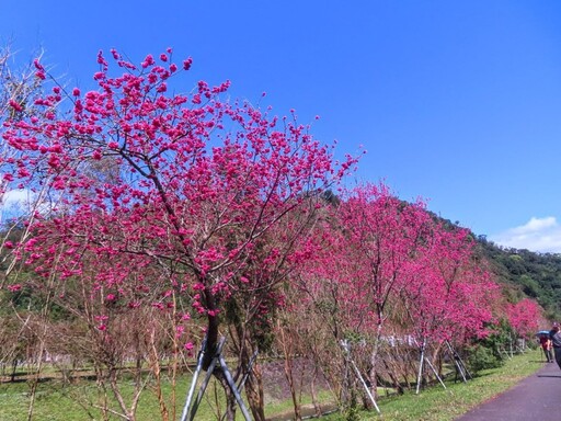 宜蘭人氣賞櫻景點！賞花x野餐x放鬆 春日粉色浪漫公園！