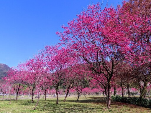 宜蘭人氣賞櫻景點！賞花x野餐x放鬆 春日粉色浪漫公園！