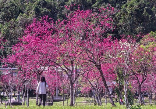 宜蘭人氣賞櫻景點！賞花x野餐x放鬆 春日粉色浪漫公園！