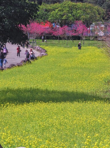 宜蘭人氣賞櫻景點！賞花x野餐x放鬆 春日粉色浪漫公園！