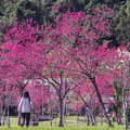 宜蘭人氣賞櫻景點！賞花x野餐x放鬆 春日粉色浪漫公園！