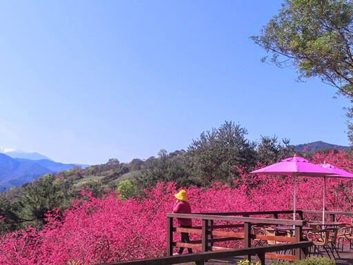 宜蘭絕美櫻花打卡點！櫻花盛開與壯麗山景 旅遊踏青好選擇！