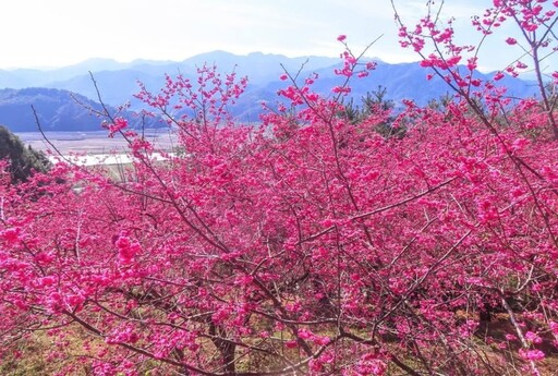 宜蘭絕美櫻花打卡點！櫻花盛開與壯麗山景 旅遊踏青好選擇！