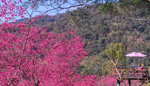 宜蘭絕美櫻花打卡點！櫻花盛開與壯麗山景 旅遊踏青好選擇！