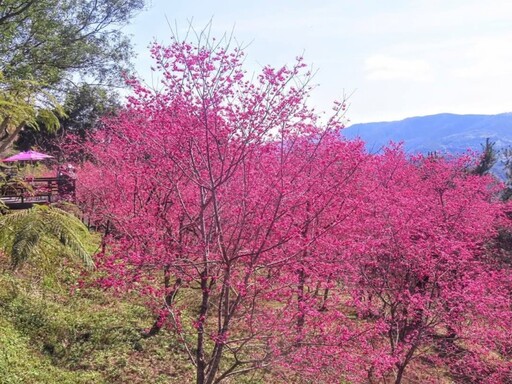 宜蘭絕美櫻花打卡點！櫻花盛開與壯麗山景 旅遊踏青好選擇！