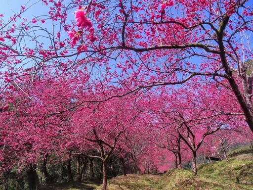 宜蘭絕美櫻花打卡點！櫻花盛開與壯麗山景 旅遊踏青好選擇！