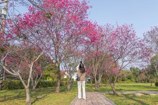 台中隱藏版賞櫻秘境│新社"鳥銃頭櫻花公園"等你來探索！