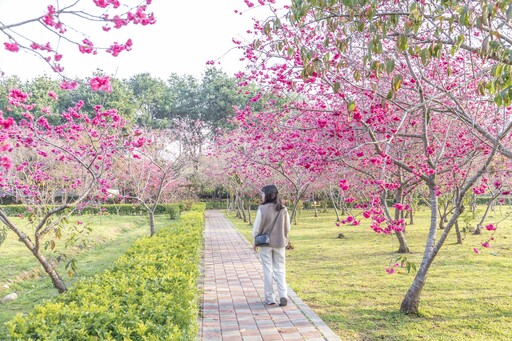 台中隱藏版賞櫻秘境│新社"鳥銃頭櫻花公園"等你來探索！