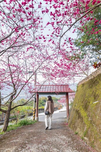 新社隱藏版櫻花步道曝光！私藏版小山坡步道 滿開櫻花超唯美