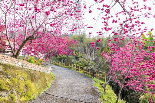 新社隱藏版櫻花步道曝光！私藏版小山坡步道 滿開櫻花超唯美