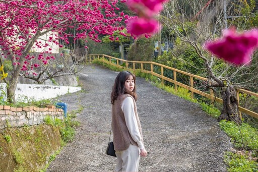 新社隱藏版櫻花步道曝光！私藏版小山坡步道 滿開櫻花超唯美