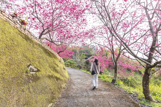 新社隱藏版櫻花步道曝光！私藏版小山坡步道 滿開櫻花超唯美