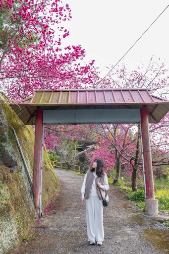 新社隱藏版櫻花步道曝光！私藏版小山坡步道 滿開櫻花超唯美