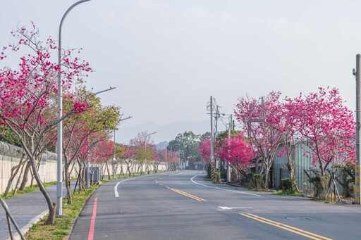 新社櫻花持續接力！興社街二段粉嫩盛開 浪漫步道IG打卡必收