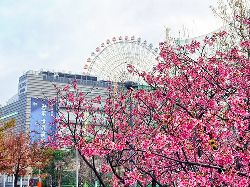 櫻花ｘ摩天輪│台北大直中427公園粉色綻放 捷運就能到！